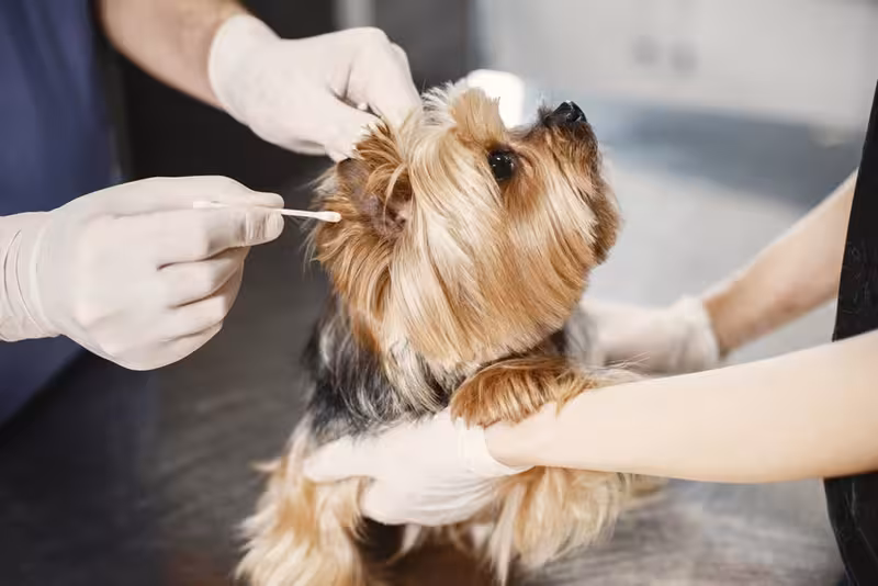 Ear care for Disabled Parking - Where To Park For Colindale - Private Microsuction Ear Wax Removal In North West London NW4